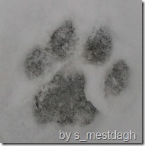 Mountain lion paw print
